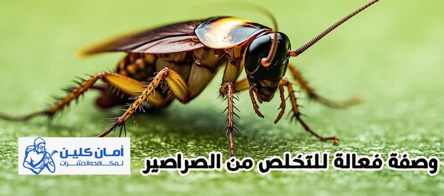 وصفة فعالة للتخلص من الصراصير